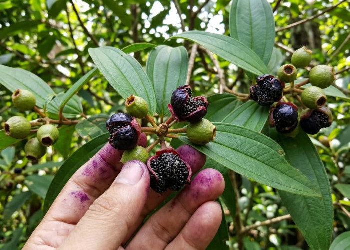 Sering Dianggap Buah Liar di Hutan Sumatera: Intip 7 Khasiat Luar Biasa Buah Seduduk untuk Kesehatan Tubuh