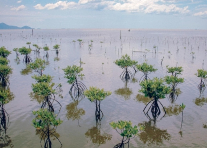 Lakukan Konservasi Mangrove di Riau, Pertamina Hulu Rokan Berhasil Kurangi Emisi Karbon Setara 845 Mobil