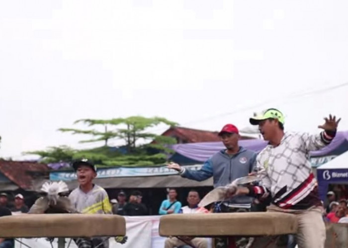 Inilah 4 Jenis Permainan Burung Merpati yang Paling Populer di Indonesia