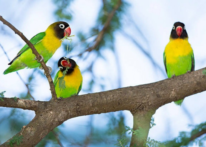 5 Cara Membedakan Burung Love Bird Jantan dan Betina, Serta Tips Biar Love Bird Tidak Gampang Stres