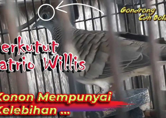 Katuranggan Satrio Wilis: Jenis Burung Perkutut dengan Kasta Tertinggi, Yuk Kenali Ciri-cirinya