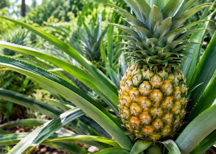 7 Manfaat Buah Nanas untuk Kesehatan: Asem-Seger Tapi Khasiatnya Bikin Kaget