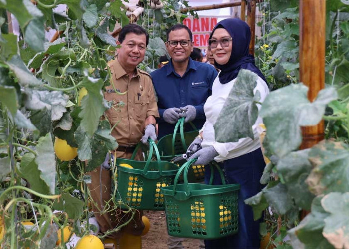 Kelompok Pembibitan Eco Agrotomation Binaan Bukit Asam Panen Perdana Melon Premium