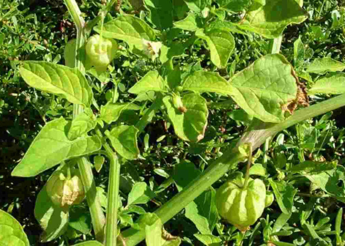 Dari Tanaman Liar Jadi Herbal Andalan, Ini Khasiat Ciplukan untuk Jantung