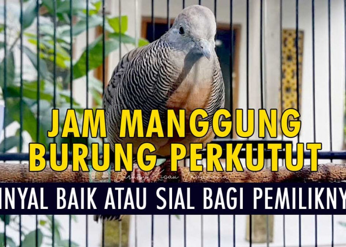 Mengungkap Makna Jam Manggung Pada Burung Perkutut, Sinyal Baik atau Sial bagi Pemiliknya?