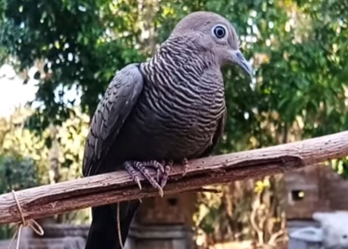 Inilah Burung Perkutut Kesayangan Raja Jawa, Sekujur Tubuhnya Nyaris Hitam Legam 