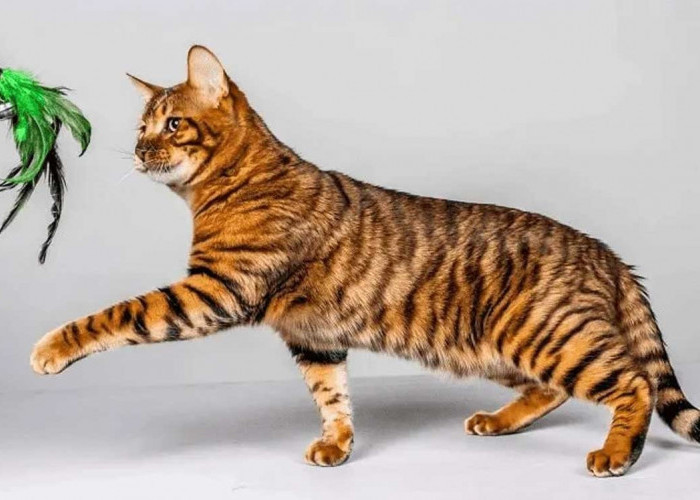 Inilah Ras Toyger, Kucing yang Mirip Harimau, Kenali Ciri dan Karakteristiknya