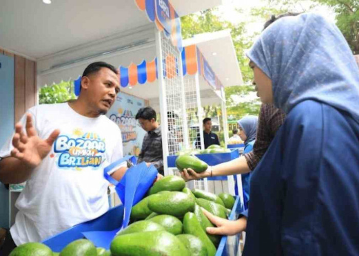 Berkat BRI Klasterku Hidupku, Petani Ini Berhasil Kembangkan Budidaya Alpukat