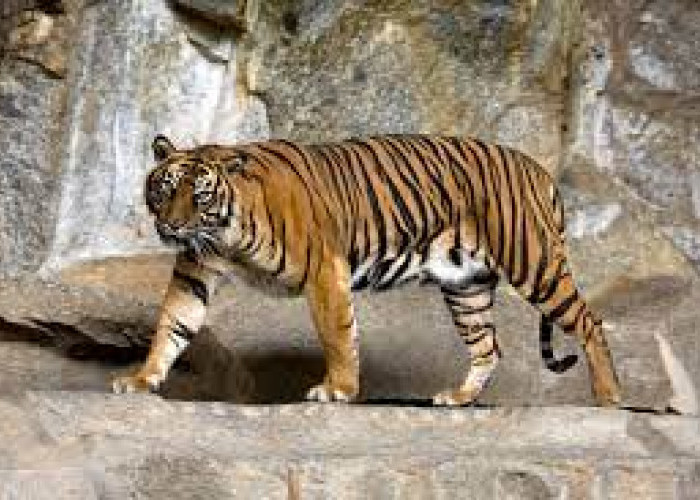 Usai Melihat Harimau, Ibu Rumah Tangga di  Muratara Mendadak Jatuh Pingsan