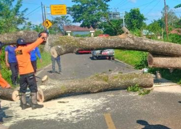 Diterjang Angin Kencang Pohon Tumbang di Pagaralam
