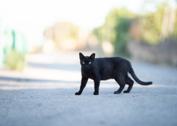 WASPADA! Ini 6 Makna Kesialan Menabrak Kucing Menurut Primbon Jawa