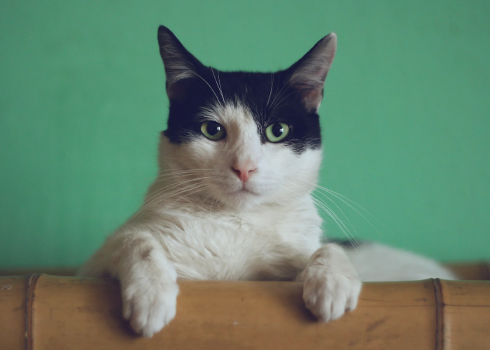 5 Cara Cerdas Menjaga dan Merawat Kucing agar Bulunya Tidak Mudah Rontok