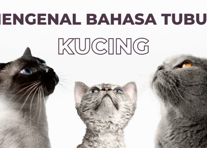 Pecinta Anabul Merapat! Ini Bahasa Kucing yang Wajib Kamu Ketahui