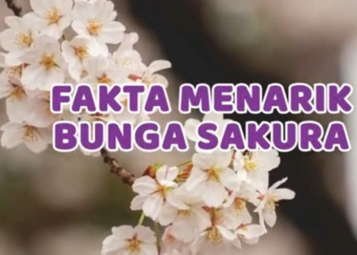 Berikut 8 Fakta Menarik Tentang Bunga Sakura di Jepang yang Wajib Kamu Ketahui