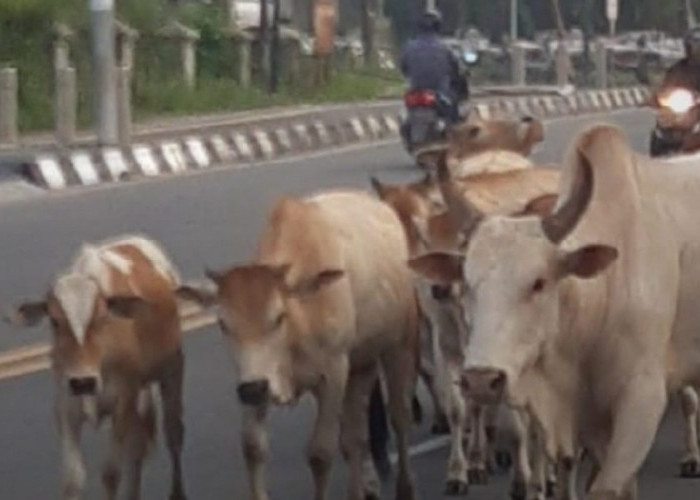 WADUH! Sapi Ternak Berkeliaran di Jalanan OI, Pihak Kepolisian Sudah Turun Tangan 