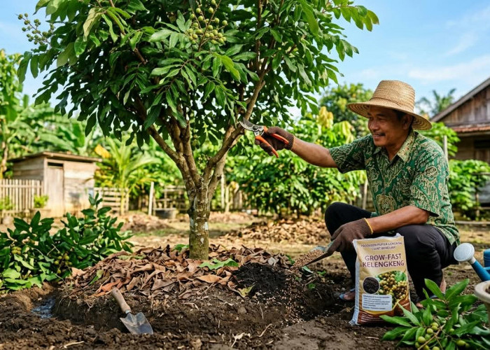 Pohon Kelengkeng Cuma Subur Tapi Nggak Berbuah? Lakukan 7 Trik Rahasia Ini Biar Panen Lebat