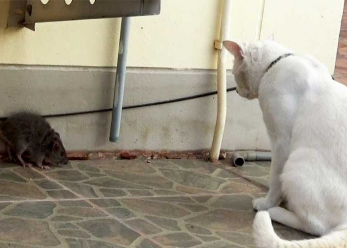 5 Ras Kucing Spesialis Memburu Tikus, Cocok Dipelihara di Rumah  