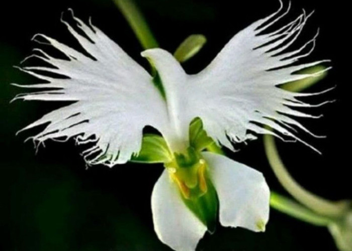 Memiliki Sebutan White Eagle Orchid, Ini Dia 5 Jenis Anggrek Tercantik di Dunia