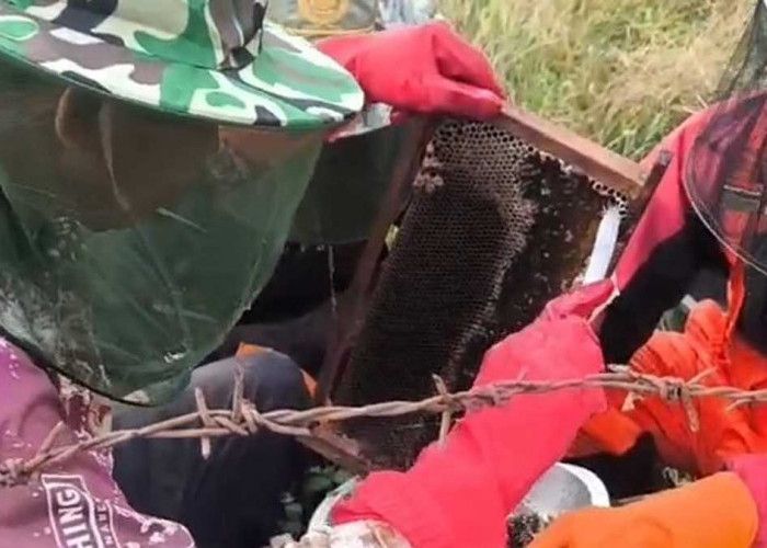 Koptan Desa Padang Muara Dua Lahat Sukses Panen Puluhan Kilogram Madu Asli dan Raup Cuan