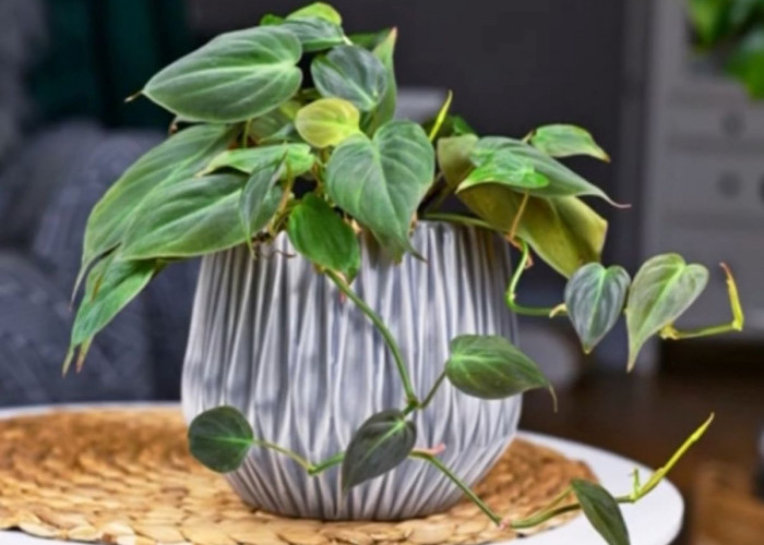 4 Tips atau Cara Merawat Tanaman Hias Philodendron Supaya Tumbuh Subur, Jangan Lupa Dikasih Pupuk Cair