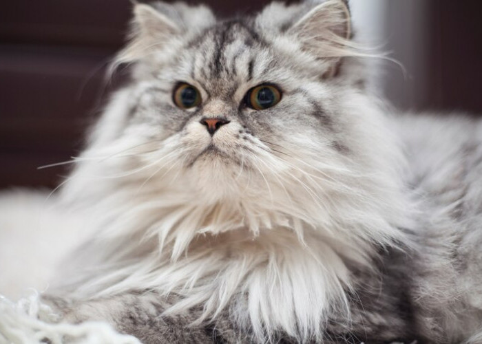 5 Jenis Kucing Peliharaan yang Banyak Disukai oleh CatLovers, Ada Anabulmu?
