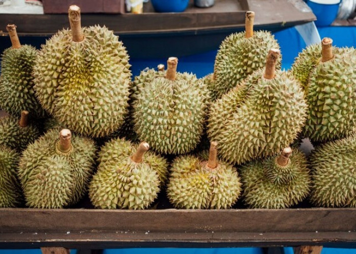 6 Tempat Penghasil Durian Terbanyak di Indonesia! Banyak Durian Dipanen di Daerah Ini Lho