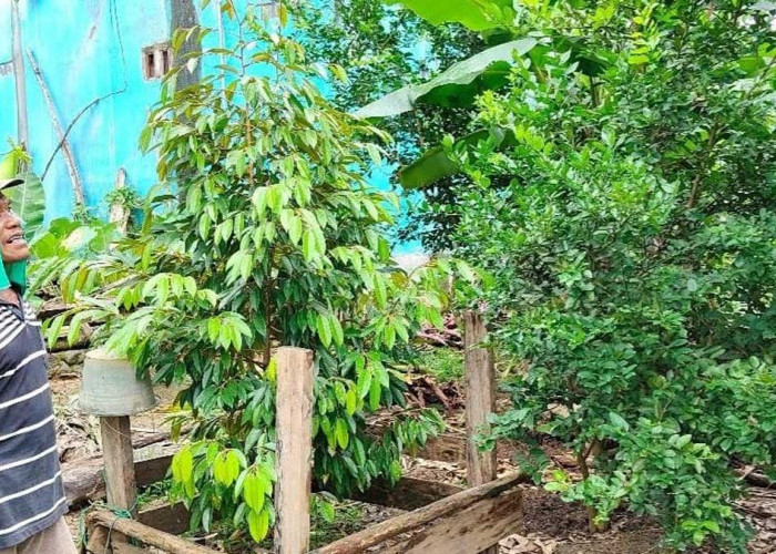 Dulu Semak Belukar, Kini Lahan Belakang Rumah Opung di Empat Lawang Hasilkan Durian dan Jeruk Purut