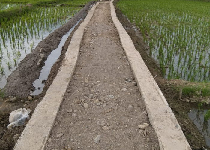 Petani Tanjung Kurung  Sumringah Kini Miliki Jalan Usaha Tani 