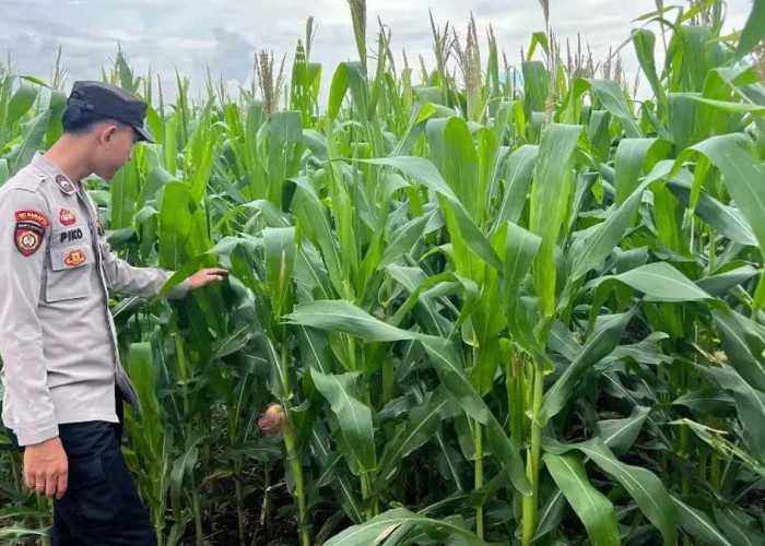 Aksi Polsek Mulak Ulu Pantau Langsung Perkembangan Tanaman Jagung di Desa Geramat Lahat