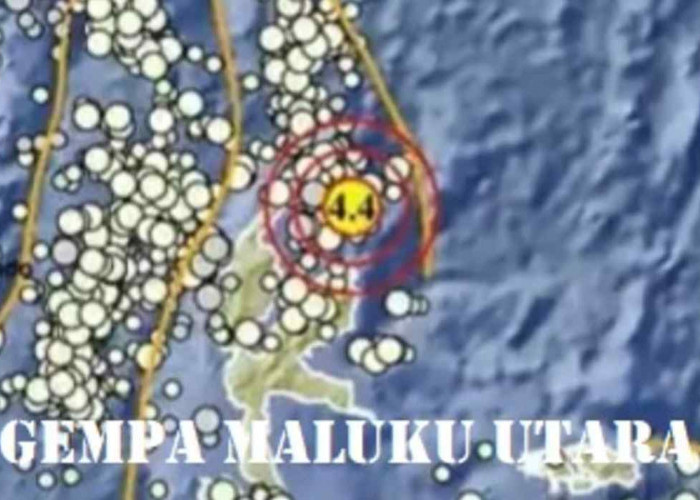 Info BMKG, Gempa Guncang Daruba Maluku Utara, Kekuatan Magnitudonya Segini