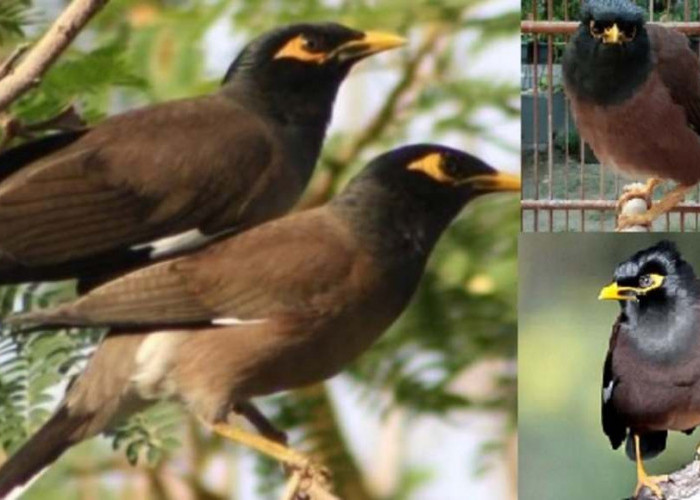 Burung Berkicau Ini Paling Setia dengan Pasangannya, Masak Kamu Kalah!