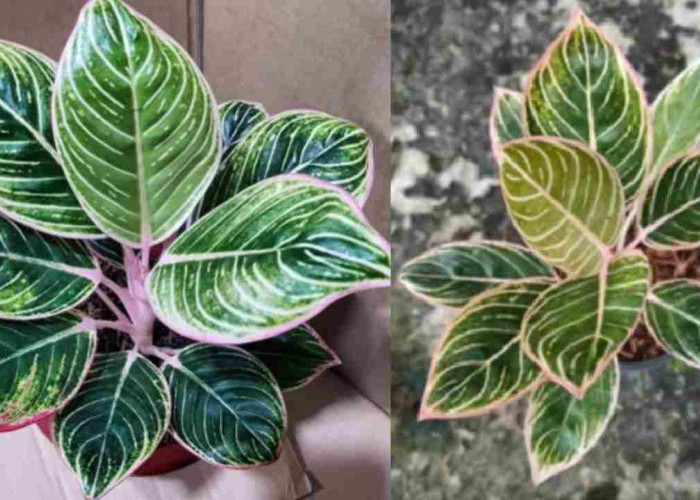 Kenapa Aglonema Minion Banyak Diburu Pecinta Tanaman Hias? Ini Jawabannya!