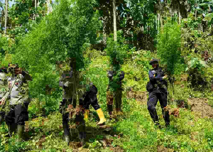 Operasi Gabungan Ungkap dan Musnahkan Ladang Ganja Seluas 2 Hektare  