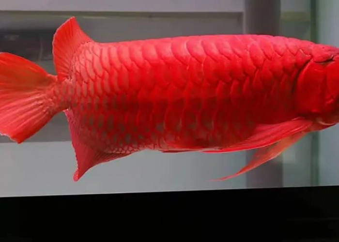 Kolektor Beli Harga Tinggi, Ikan Tawar Purba Ini Simbol Feng Shui Terbaik
