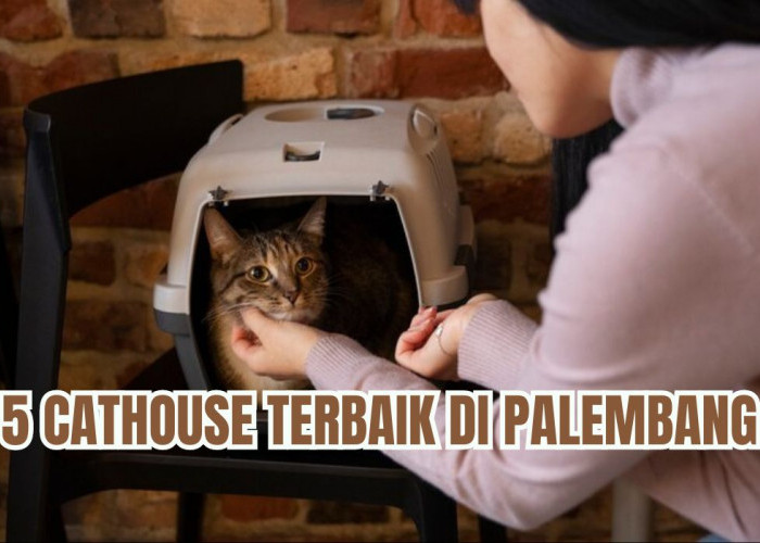 Pecinta Kucing Wajib Tahu! Ini 5 Cathouse Terbaik di Palembang, Bisa Titip dan Adopsi Kucing Ras Berkualitas