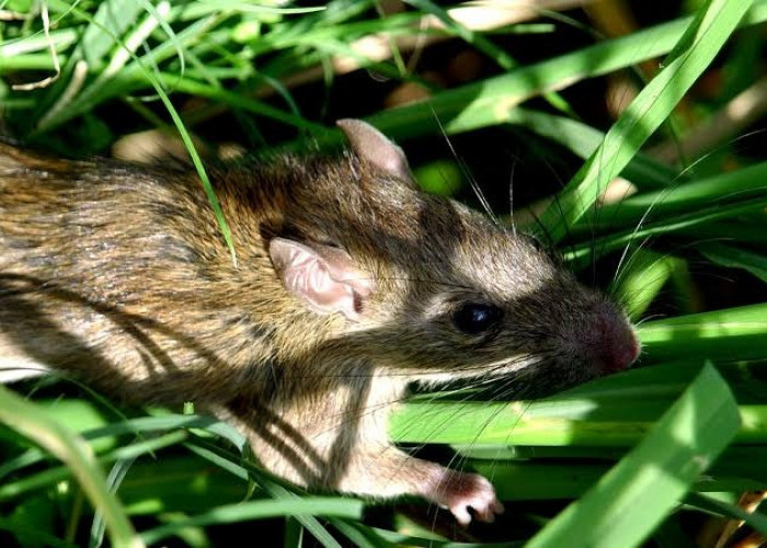 Puluhan Hektare Lahan Sawah di OKU Diserang Hama Tikus