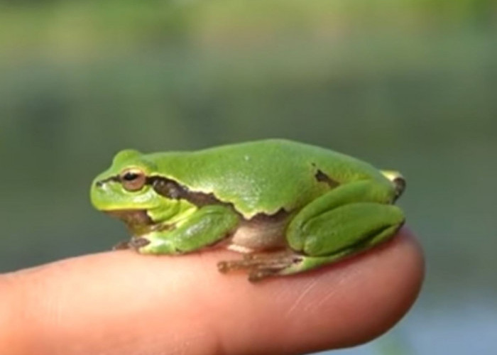 Jangan Dianggap Sepele! Ini Peran Penting Katak Dalam Ekosistem