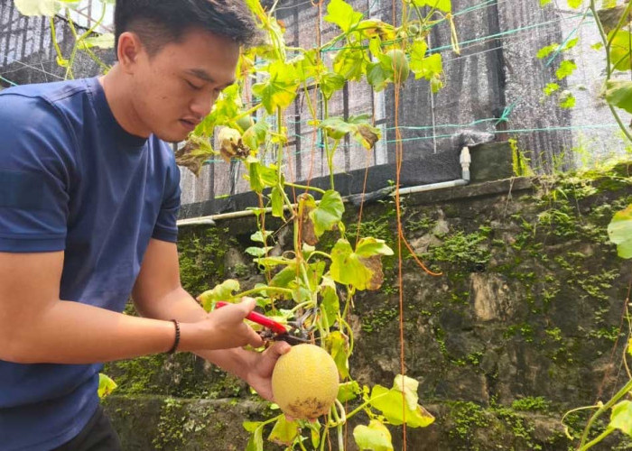 Keren! Warga Binaan Rutan Baturaja Sukses Panen Melon, Bukti Nyata Program Pembinaan Berhasil