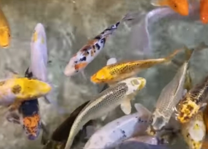 Ini Cara Budidaya Ikan Koi, Yuk Disimak Supaya Menghasilkan Cuan