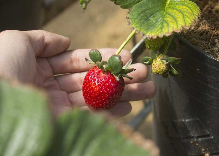 Menanam Strawberry di Rumah Sendiri, Yuk Bisa Yuk!