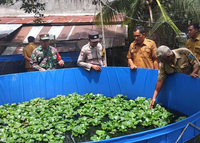 Inovasi Bioflok di Kikim Selatan: Cara Cerdas Kades Markoni Kelola 20 Persen Dana Desa!