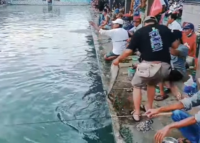3 Umpan Alami Paling Jitu Untuk Mancing Ikan Lele di Kolam Harian, yuk Dicoba!  
