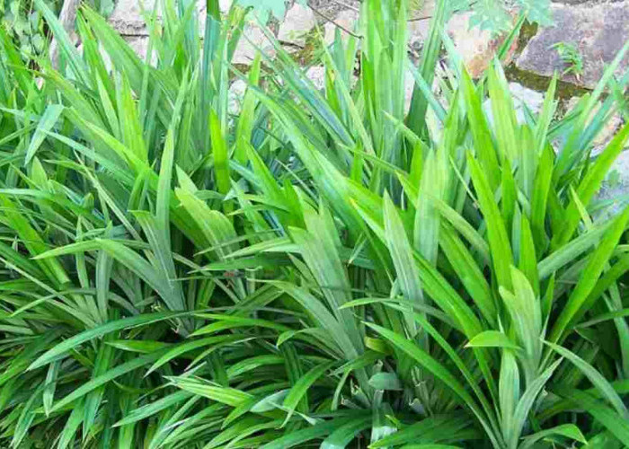 Bawa Pulang Pandan Wangi, Rumah Jadi Harum dan Rezeki Mengalir!