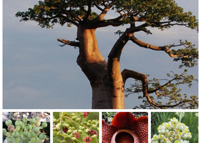 5 Tumbuhan Langka di Dunia, Habitatnya Banyak di Indonesia, Salah Satunya Disebut 'Pohon Kehidupan'