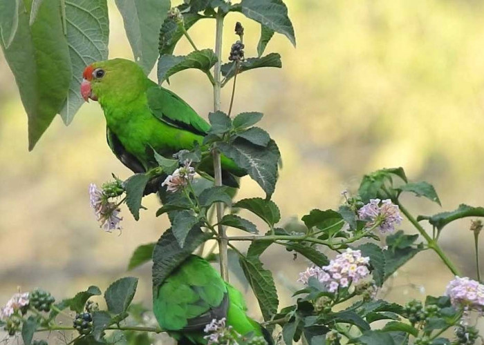 Kenalan dengan Lovebird Abyssinian, Burung Cinta yang Mungil dengan Kepribadian Lucu