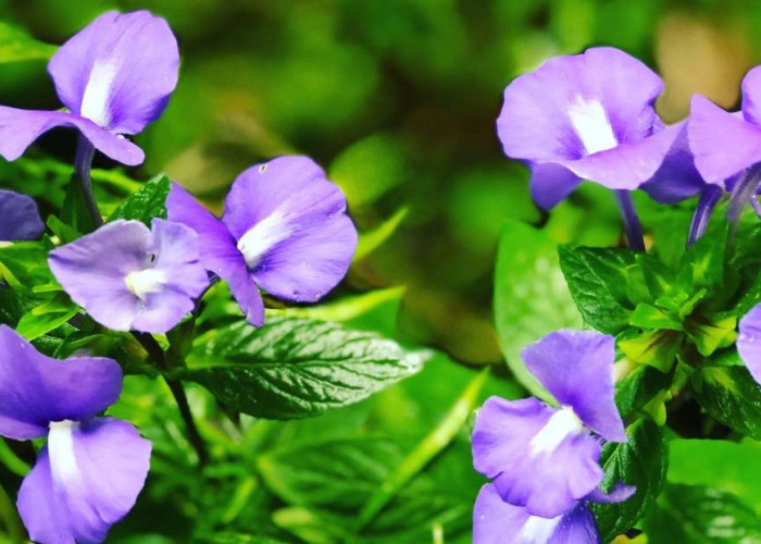 Mengintip Sejumlah Manfaat Bunga Telang untuk Perawatan Kulit, Jadi Rahasia Kecantikan Tradisional!