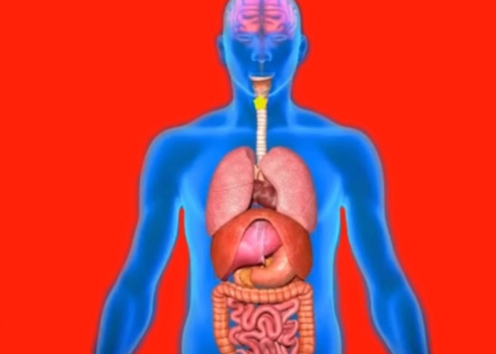 4 Organ Tubuh Paling Cepat Rusak Akibat Sering Mengonsumsi Alkohol