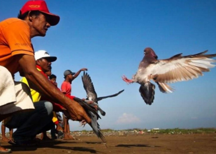 4 Jenis Permainan Burung Merpati yang Paling Populer di Indonesia