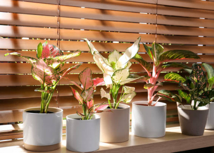 Dekorasi Cantik! Ini 8 Tanaman Hias Indoor Pembawa Keberuntungan
