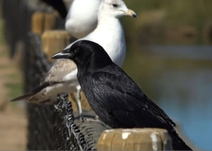 FAKAT MENARIK: Benarkah Burung Gagak Hewan Cerdas? yuk Simak Ulasannya